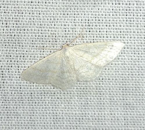 Idaea subsericeata 