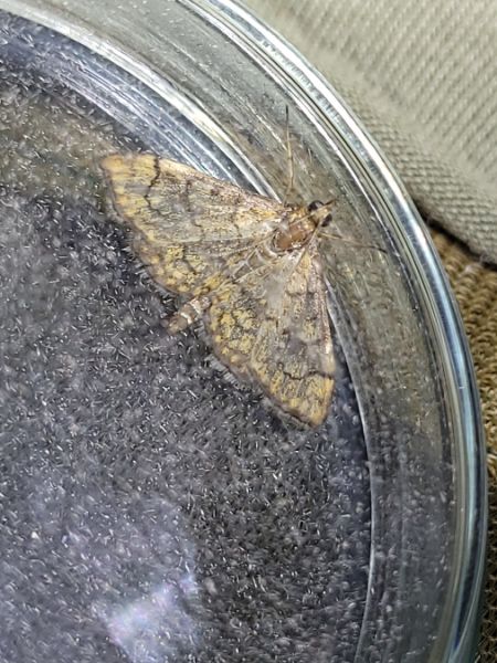 Anania verbascalis  - Thomas Lux