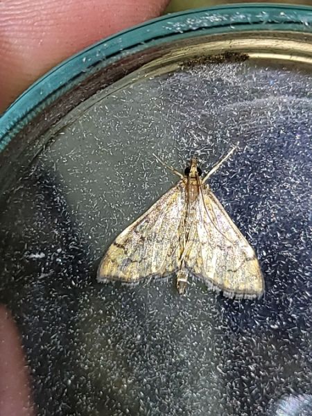 Anania verbascalis  - Thomas Lux