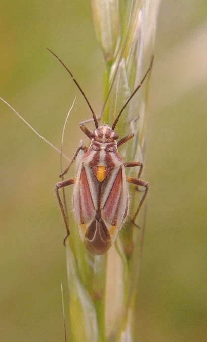 Horistus orientalis 