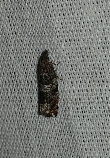 Ancylis achatana 