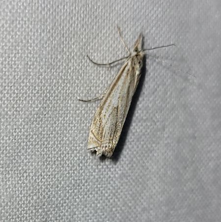Crambus lathoniellus  - Thomas Lux