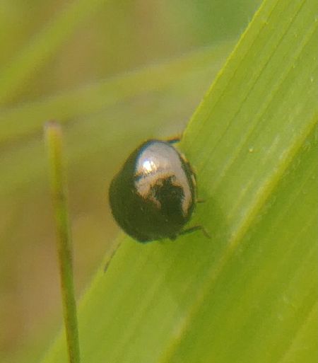 Coptosoma scutellatum 