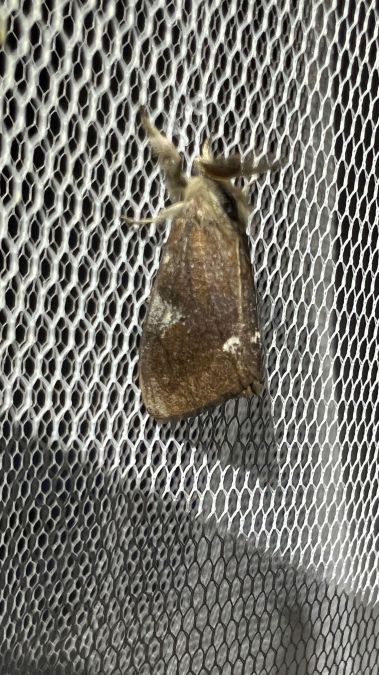 Orgyia trigotephras  - Melchior Viallet