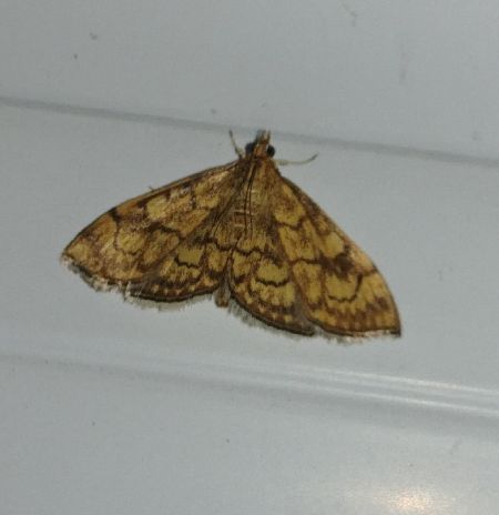 Stegania trimaculata 