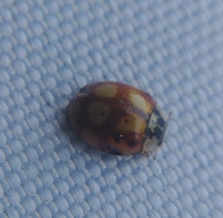 Coccinelle à dix points 