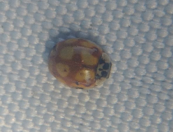 Adalia decempunctata 