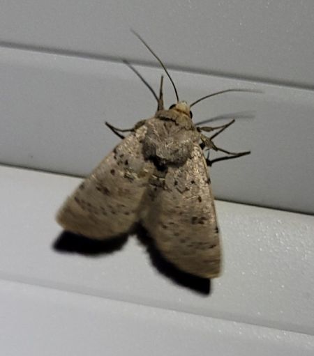 Hoplodrina respersa  - Thomas Lux