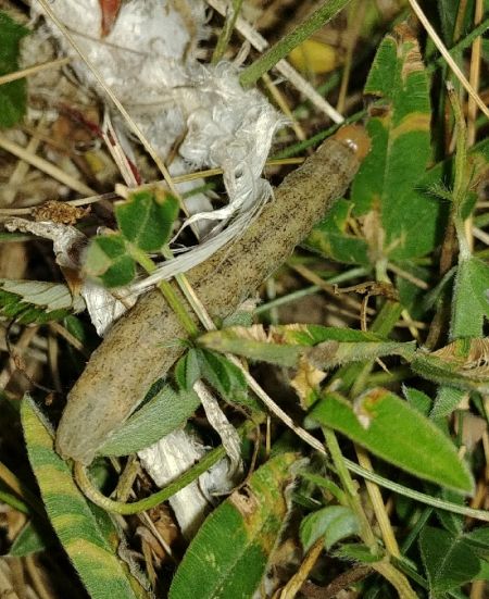 Ammoconia caecimacula 