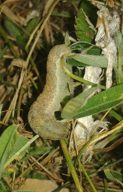 Ammoconia caecimacula 
