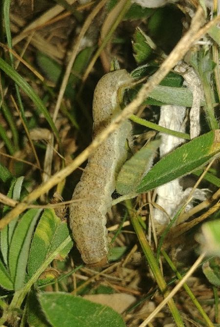 Ammoconia caecimacula 