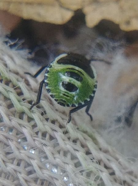 Palomena prasina 