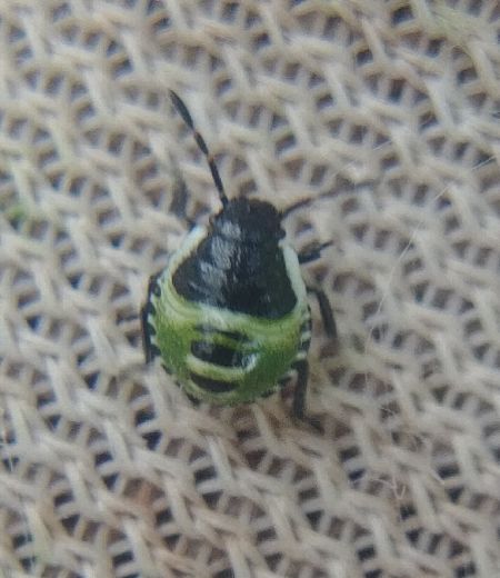 Palomena prasina 