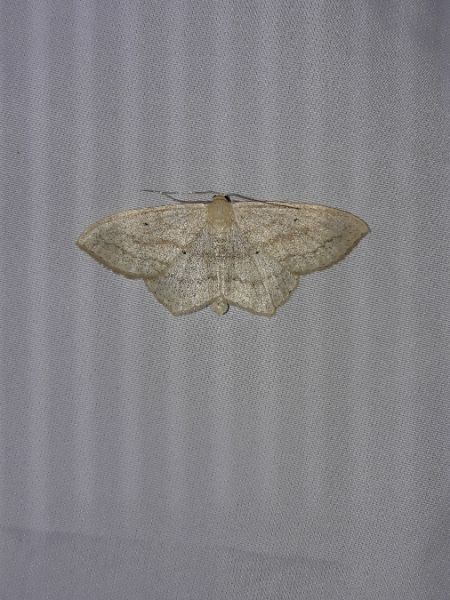 Idaea straminata  - Sylvain Lethuillier