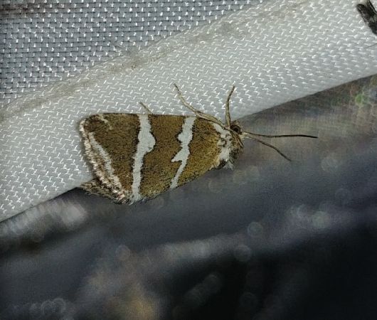 Deltote bankiana 