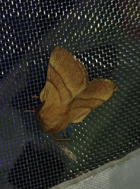 Bombyx à livrée 