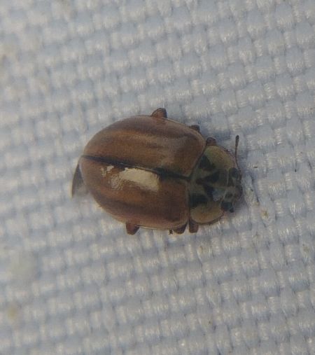 Aphidecta obliterata 