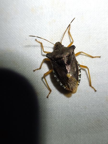 Pentatoma rufipes  - Thomas Lux