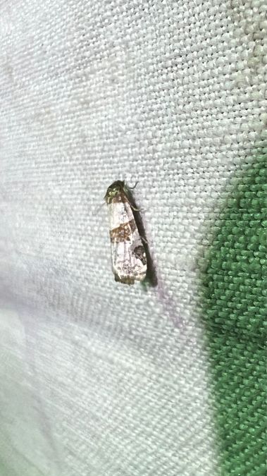 Periclepsis cinctana  - Melchior Viallet