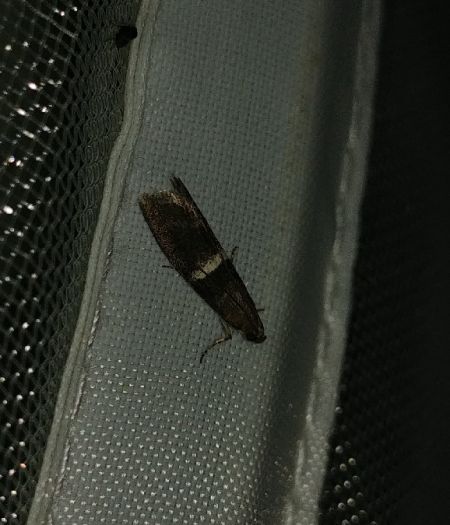 Elegia similella 