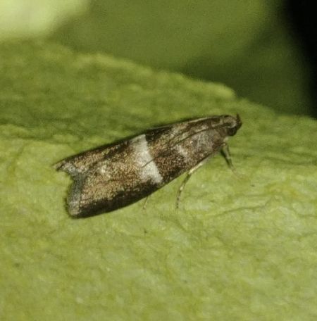 Elegia similella 