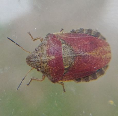 Eurygaster testudinaria 