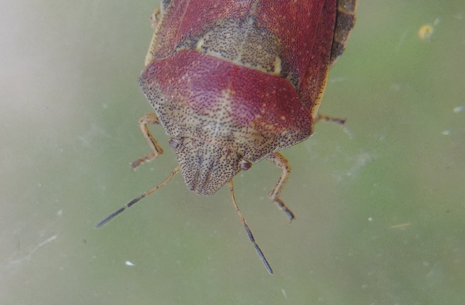 Eurygaster testudinaria 