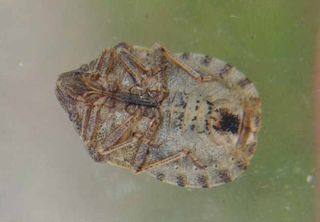 Eurygaster testudinaria 