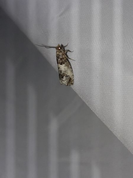 Notocelia rosaecolana  - Sylvain Lethuillier