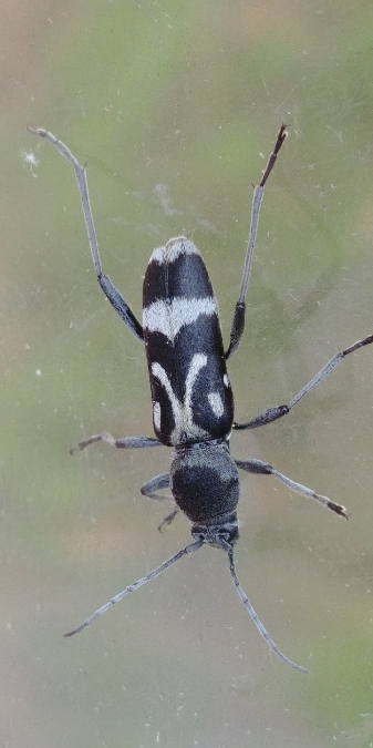 Chlorophorus figuratus 
