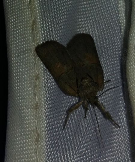 Nycteola revayana 