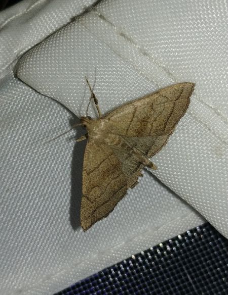 Herminia tarsicrinalis 