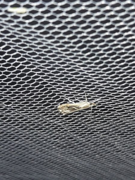 Catoptria verellus  - Sylvain Lethuillier
