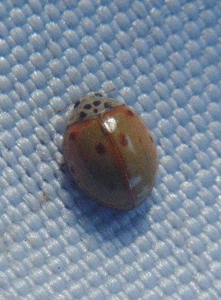 Coccinelle à dix points 