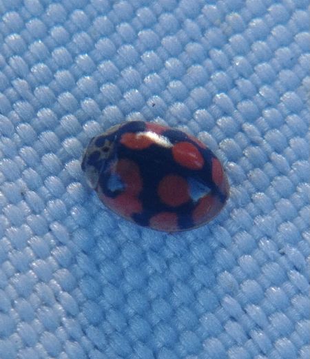 Adalia decempunctata 