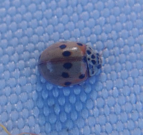 Coccinelle à dix points 