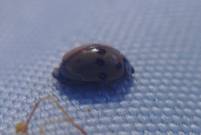 Adalia decempunctata 