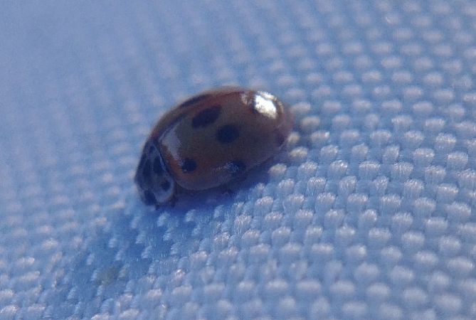 Coccinelle à dix points 