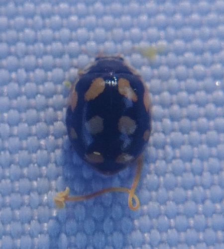 Adalia decempunctata 