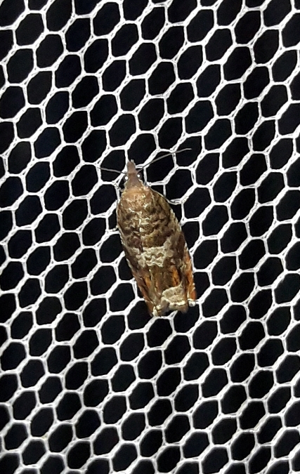 Epiblema costipunctana  - Sylvain Lethuillier