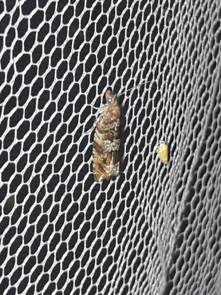 Epiblema costipunctana  - Sylvain Lethuillier