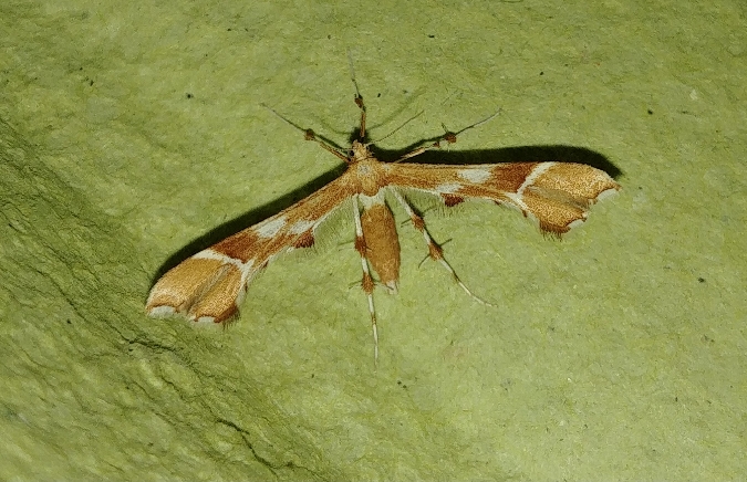 Cnaemidophorus rhododactyla 