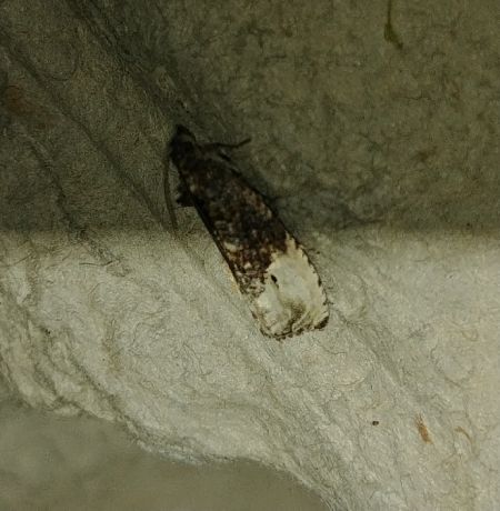 Hedya nubiferana 