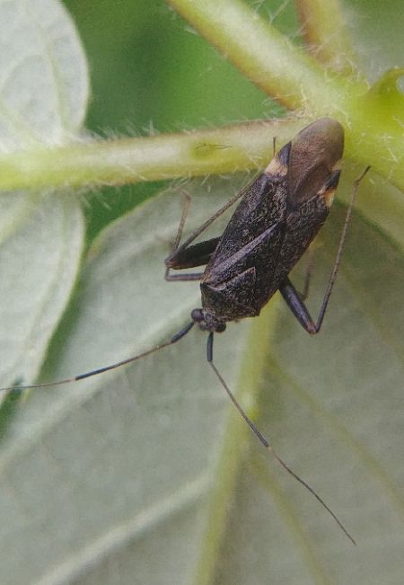 Closterotomus fulvomaculatus 