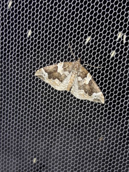 Eulithis prunata  - Sylvain Lethuillier