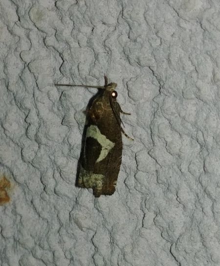 Epiblema foenella 