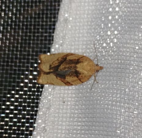 Pandemis cerasana 