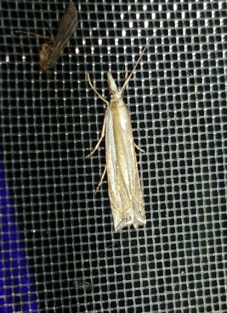 Crambus lathoniellus 