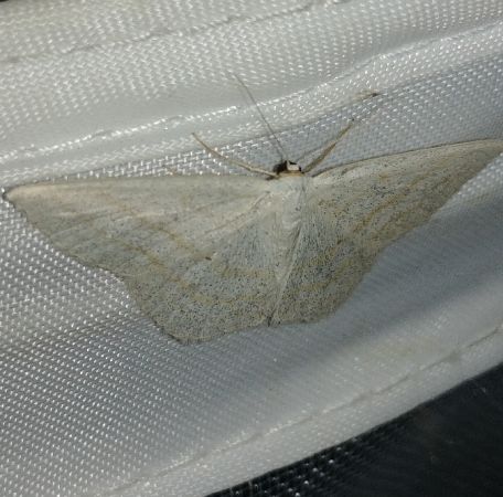 Scopula umbelaria 