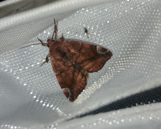 Cosmia pyralina 